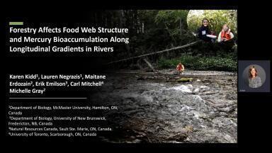 Forestry Affects Food Web Structure and Mercury Bioaccumulation Along Longitudinal Gradients in Rivers